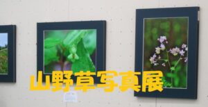 山野草写真展