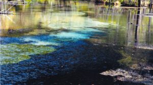 写真展　～ 山﨑克巳「秋の野草」　鈴木けい子「上高地」 ～
