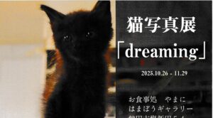 大石裕子 猫写真展『dreaming』
