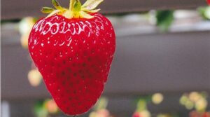 写真展　山﨑克巳「夏の野草」・鈴木けい子「苺」