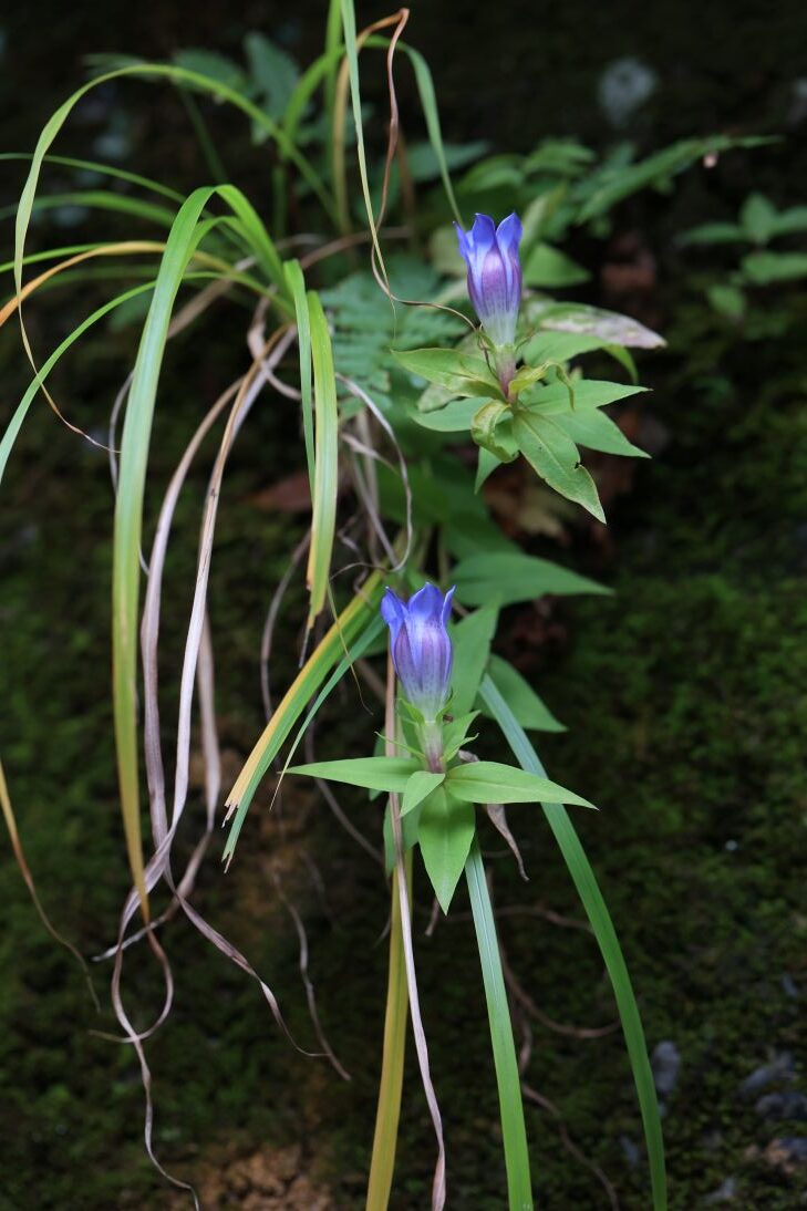 秋の山野草(山﨑克巳)