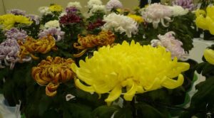 2026 磐田市芸術祭 菊花展
